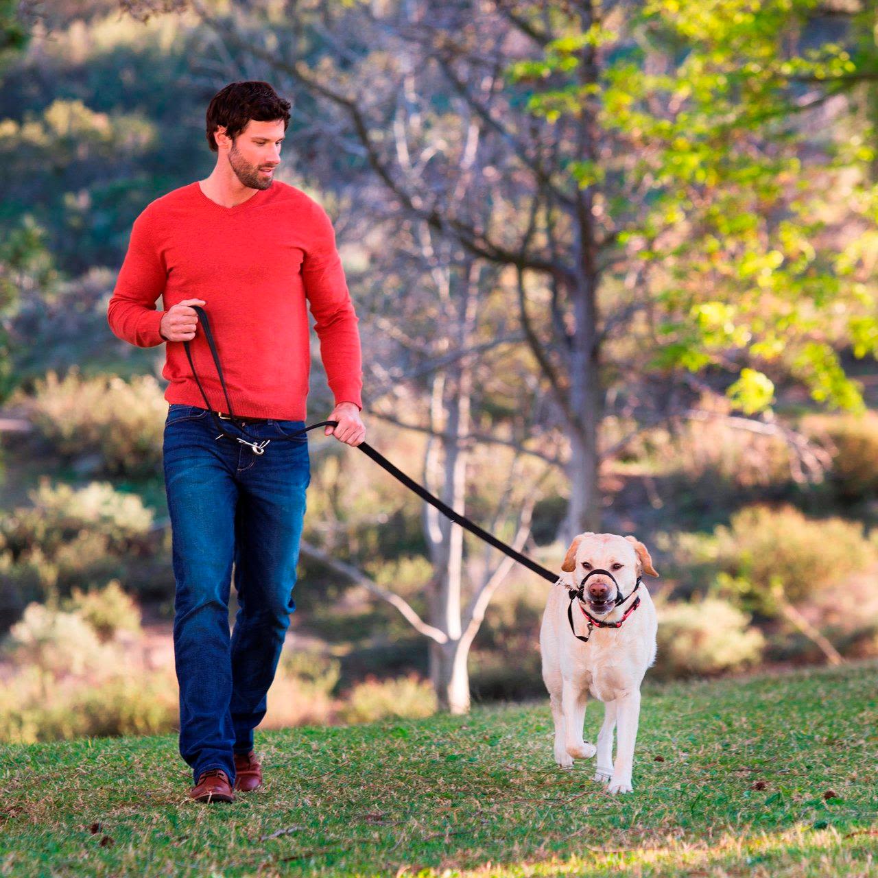 Halti Training Dog Lead in Black Large - Image 4