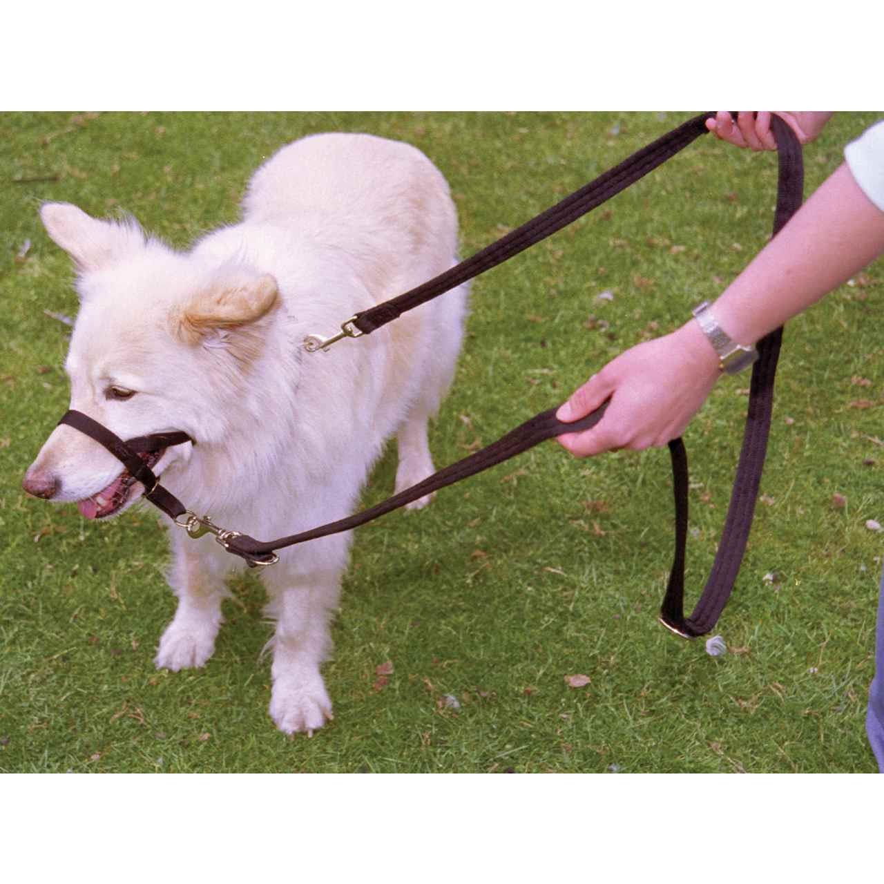Halti Training Dog Lead in Black Large - Image 5