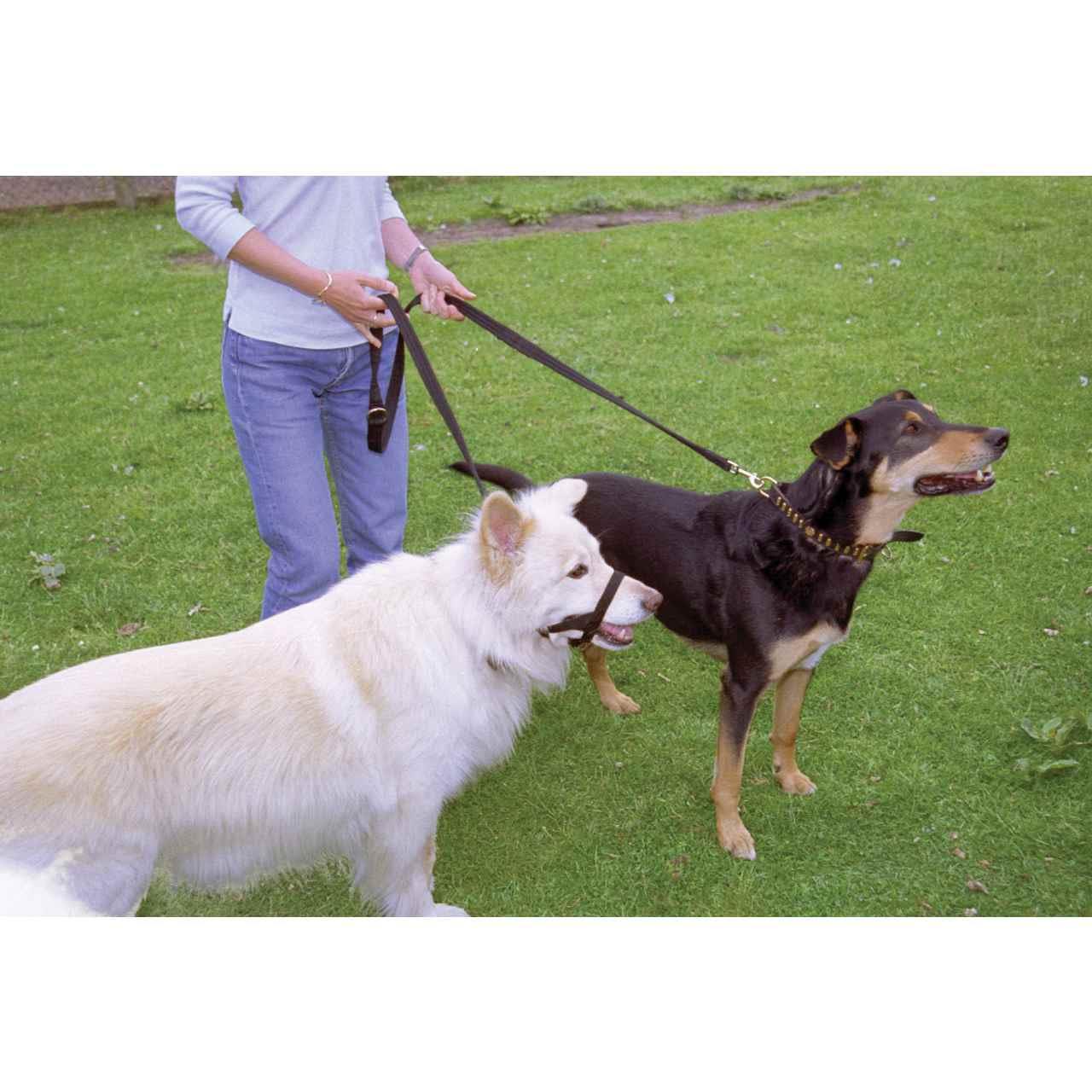 Halti Training Dog Lead in Black Large - Image 6